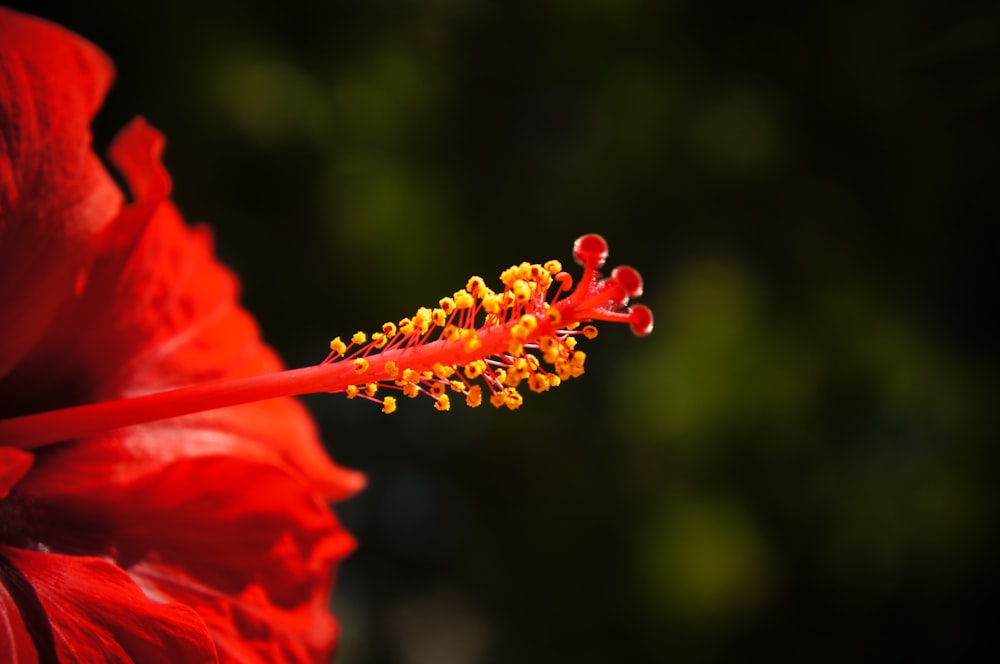 red hibiscus flower in close-up photography