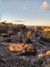 cactus on rock field during daytime