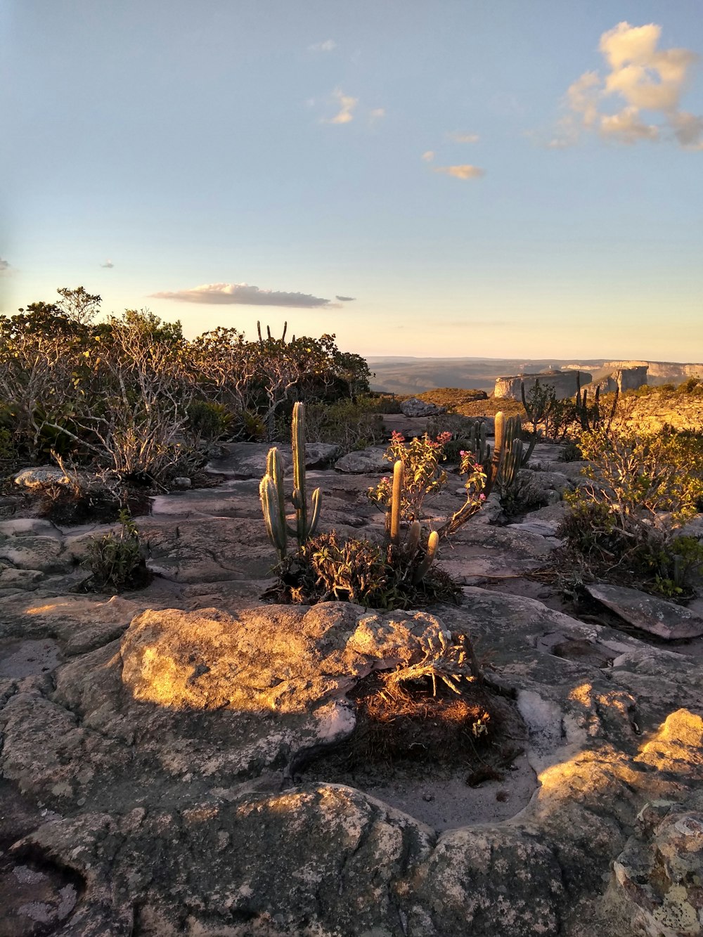 Cactus en el campo de rocas durante el día