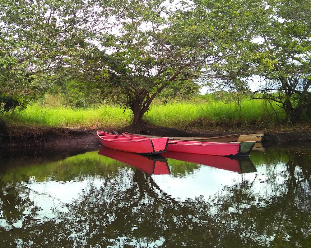 木のそばに停泊する2隻のピンクのボート