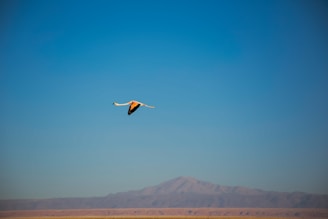 white, orange and black bird in flight