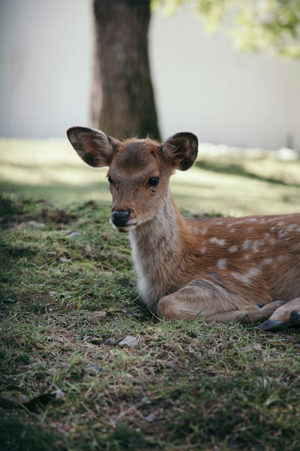 brown and white deer resting on green grass field during daytime close-up photography