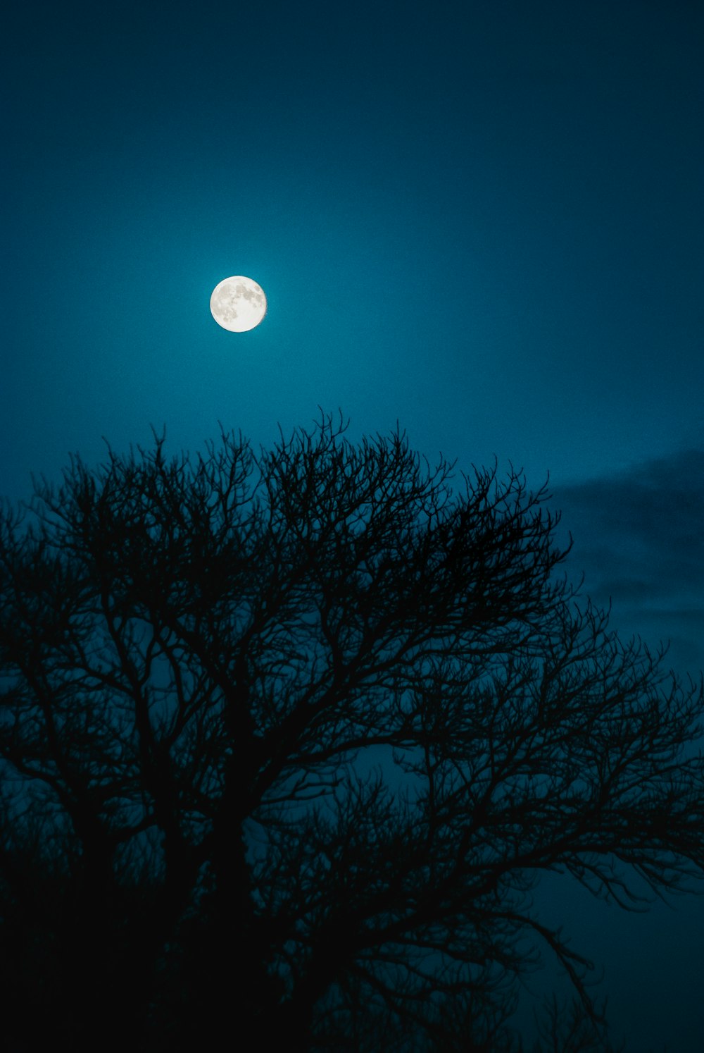 full moon over silhouette of leafless tree