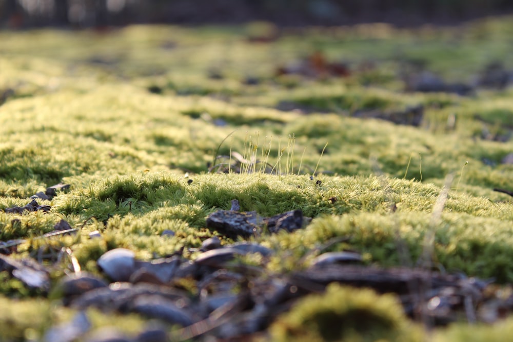 green grass close-up photograph