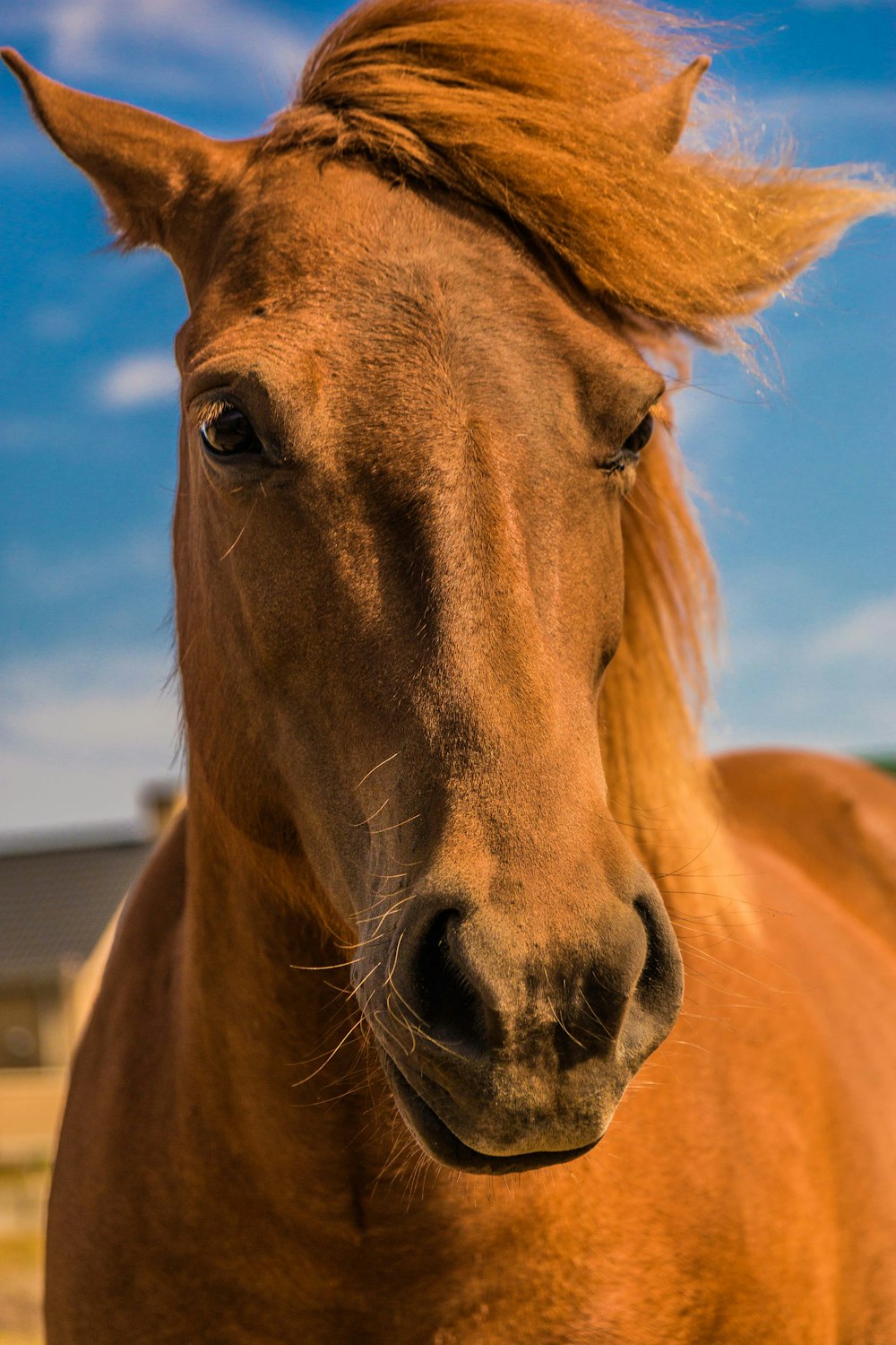 brown horse under clear blue sky