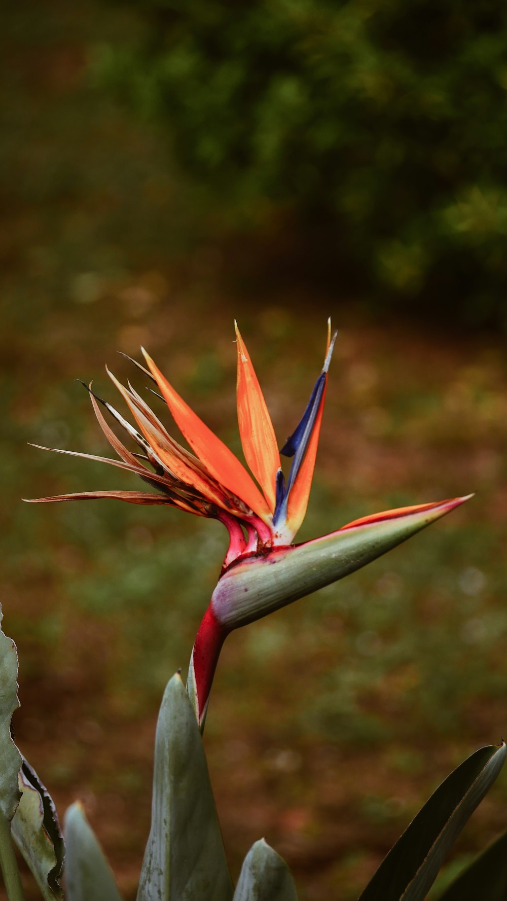 orange and green bird of paradise flower