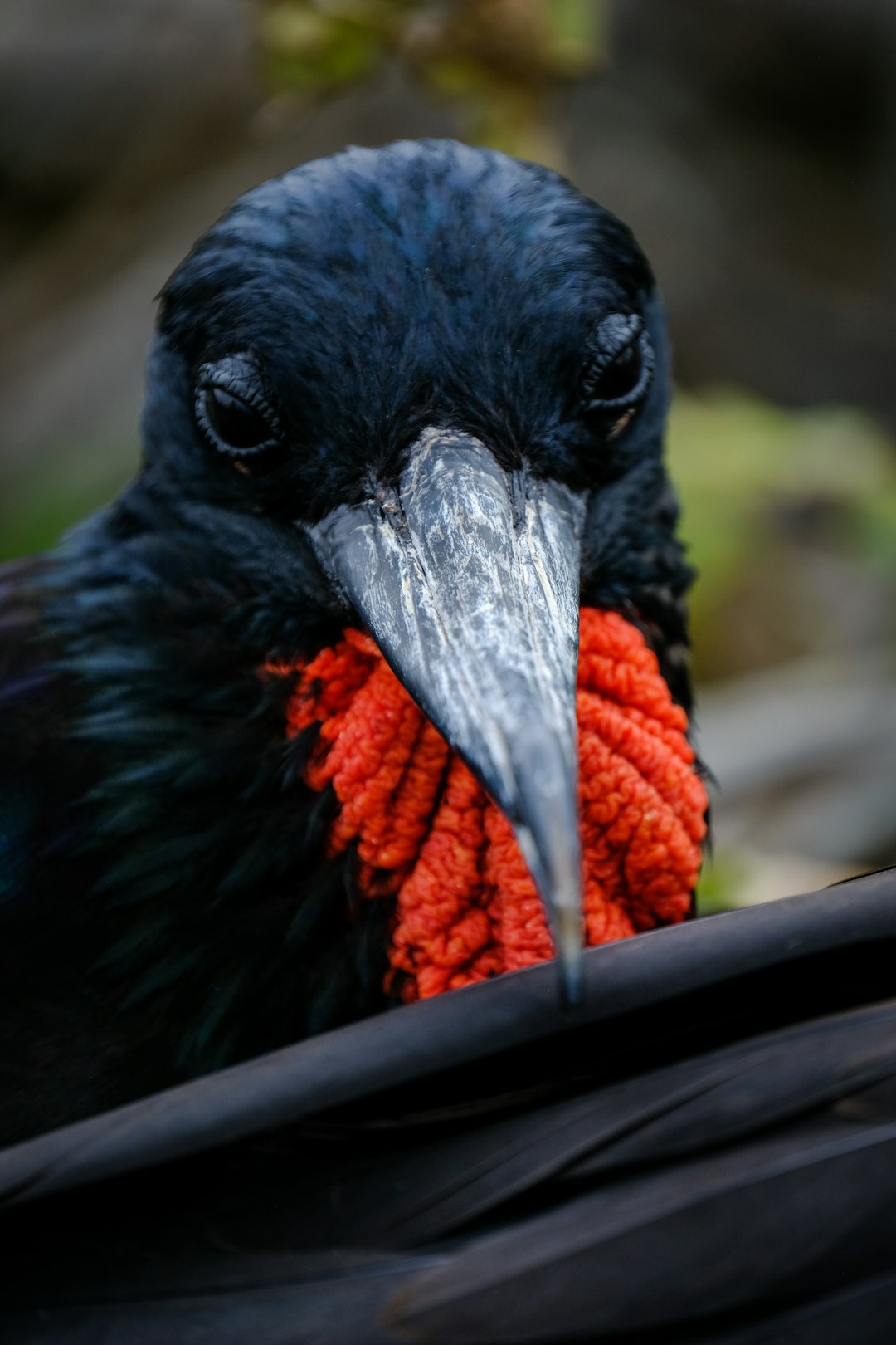 black and red bird close-up photo