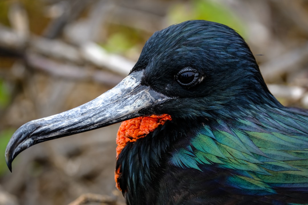 selective focus photography of black, orange, and green bird