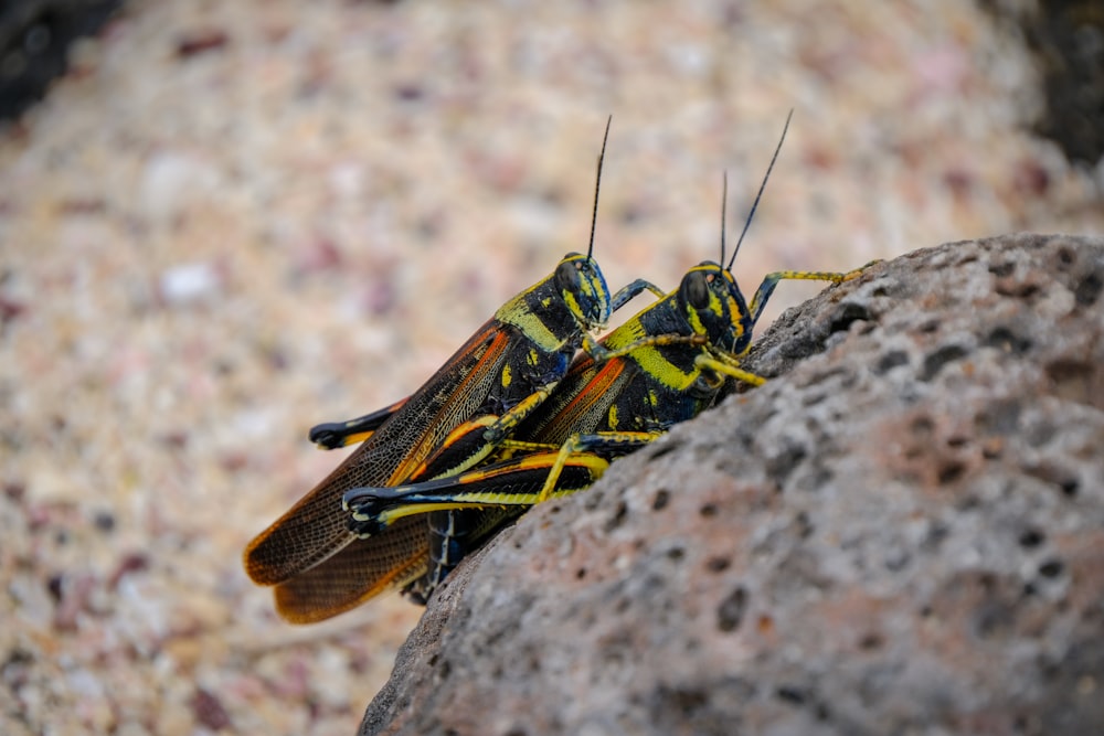 Dos saltamontes lubber verdes y rojos apareándose en la roca