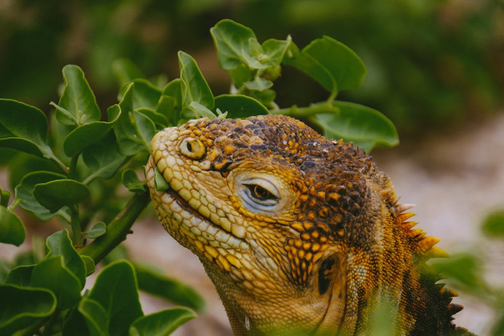 brown lizard eating leaf in close-up photography