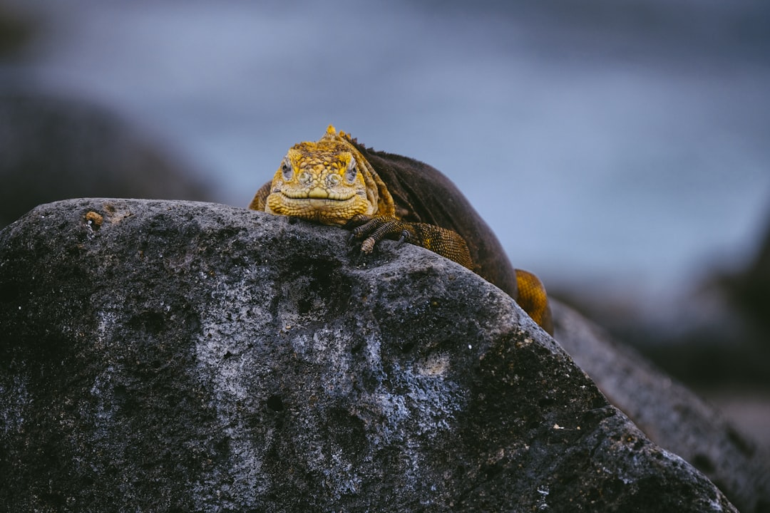 black and yellow iguana resting on rock