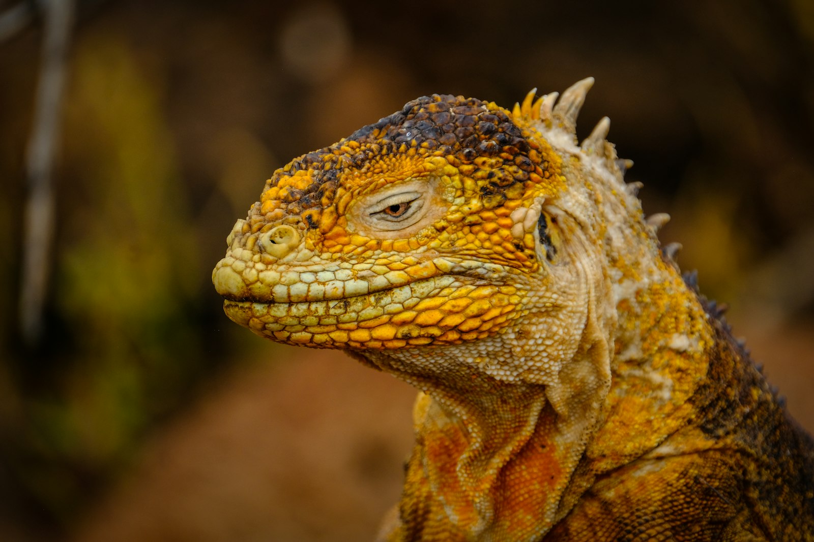 XF100-400mmF4.5-5.6 R LM OIS WR + 1.4x sample photo. Yellow komodo dragon photography