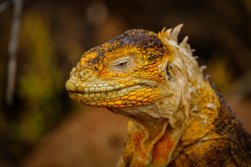 yellow Komodo dragon