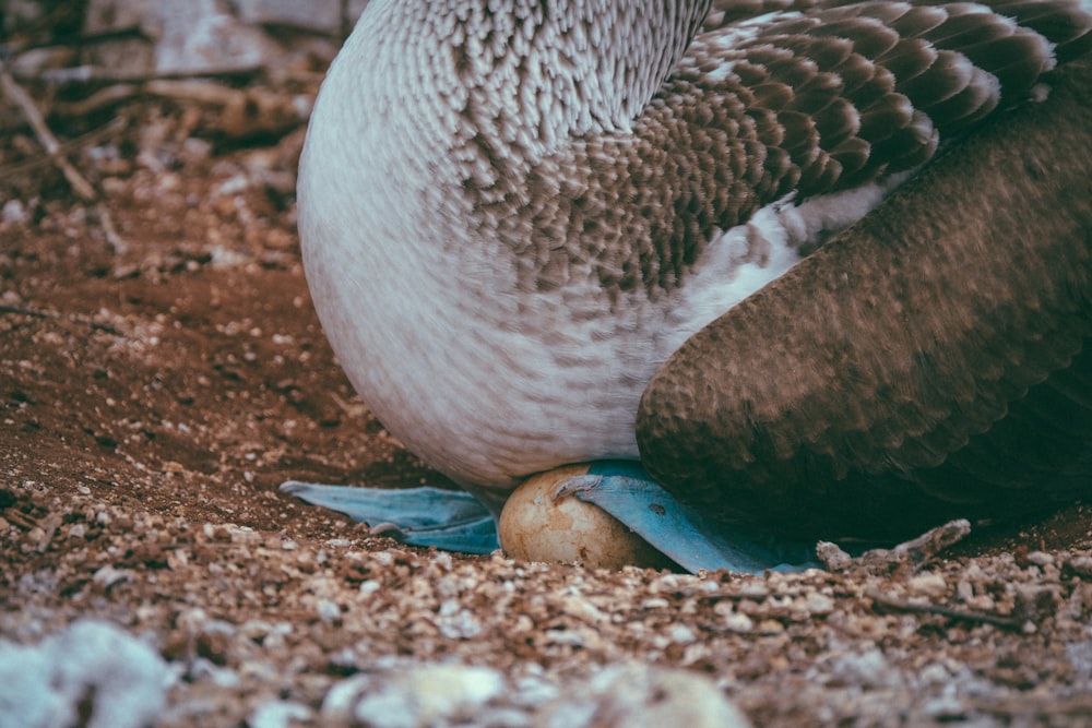 black and white bird laying egg