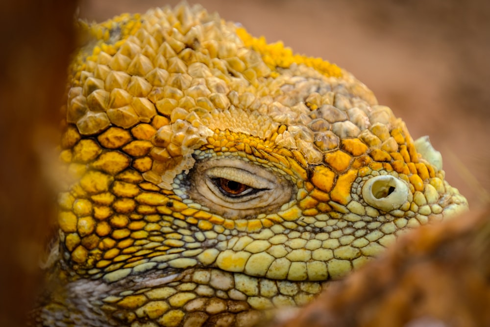 Gecko jaune et blanc