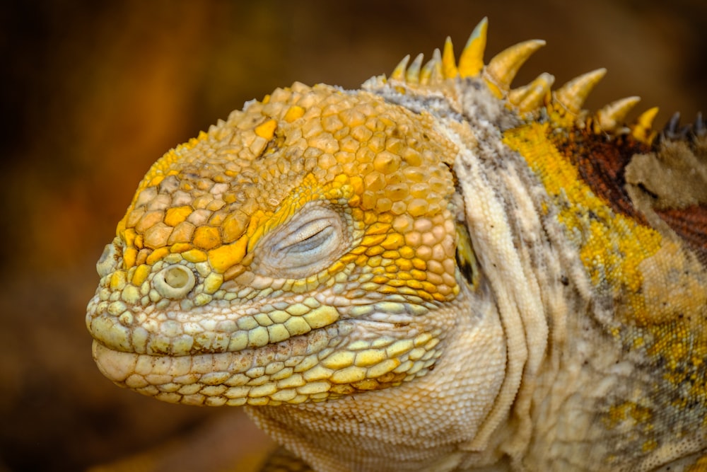 yellow iguana