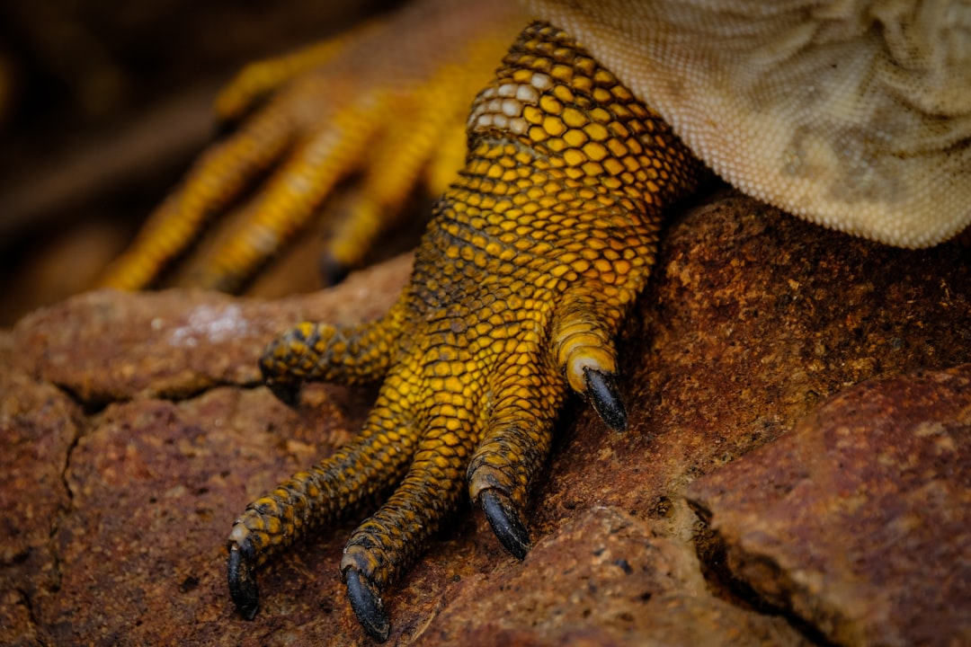 close up photography of lizard's foot