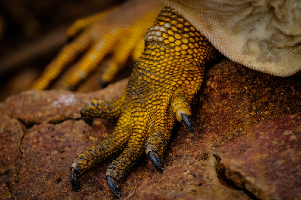 Fotografía de primer plano de la pata de lagarto