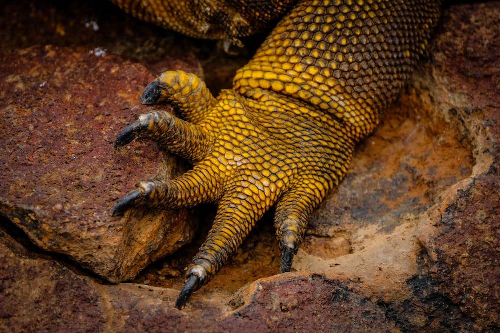 main d’animal jaune et gris