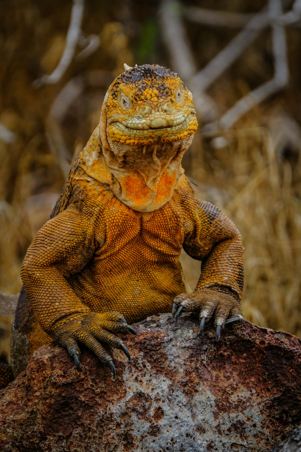 lagarto naranja sobre roca gris