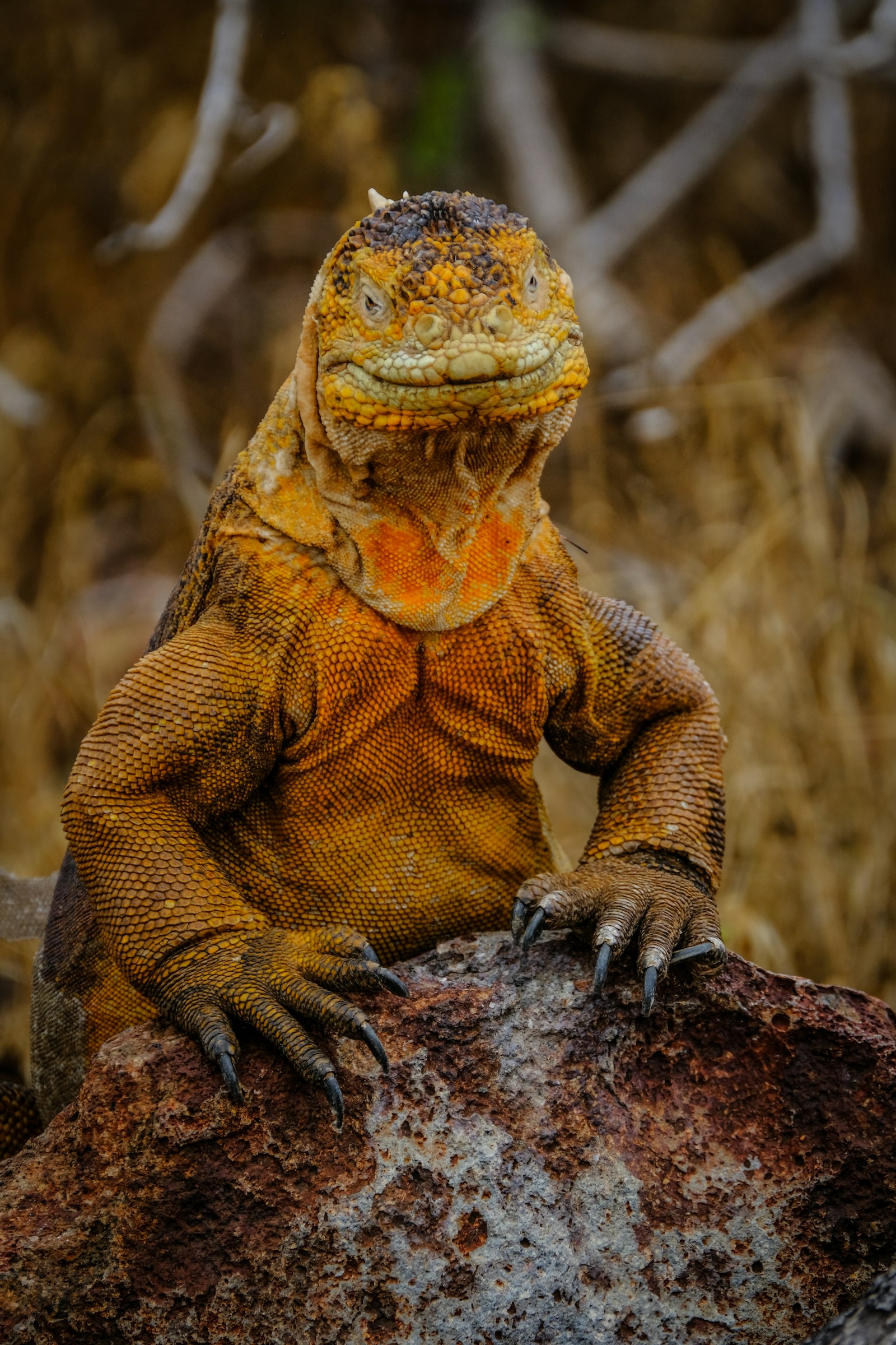 XF100-400mmF4.5-5.6 R LM OIS WR + 1.4x sample photo. Orange lizard on gray photography