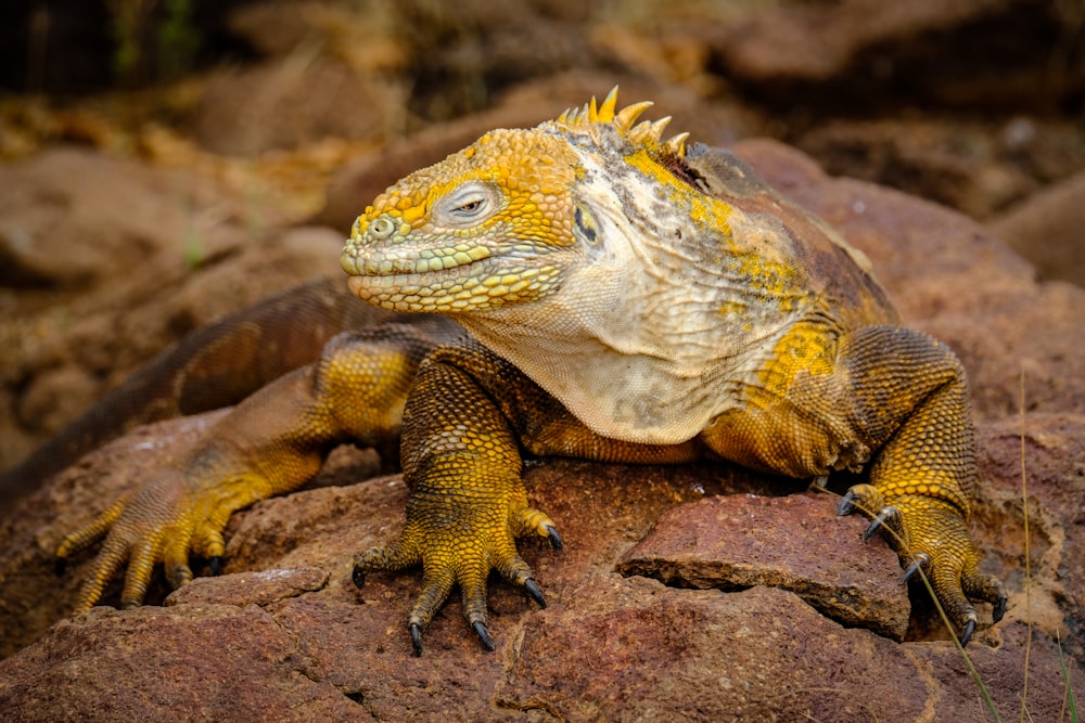 selective focus photography of iguana during daytime