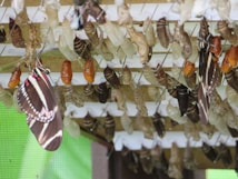 A collection of butterfly chrysalises are arranged in rows, with two butterflies having emerged and hanging nearby. The butterflies display vibrant patterns in shades of black and white with red spots. The chrysalises vary in color from brown to green, indicating different stages of development.