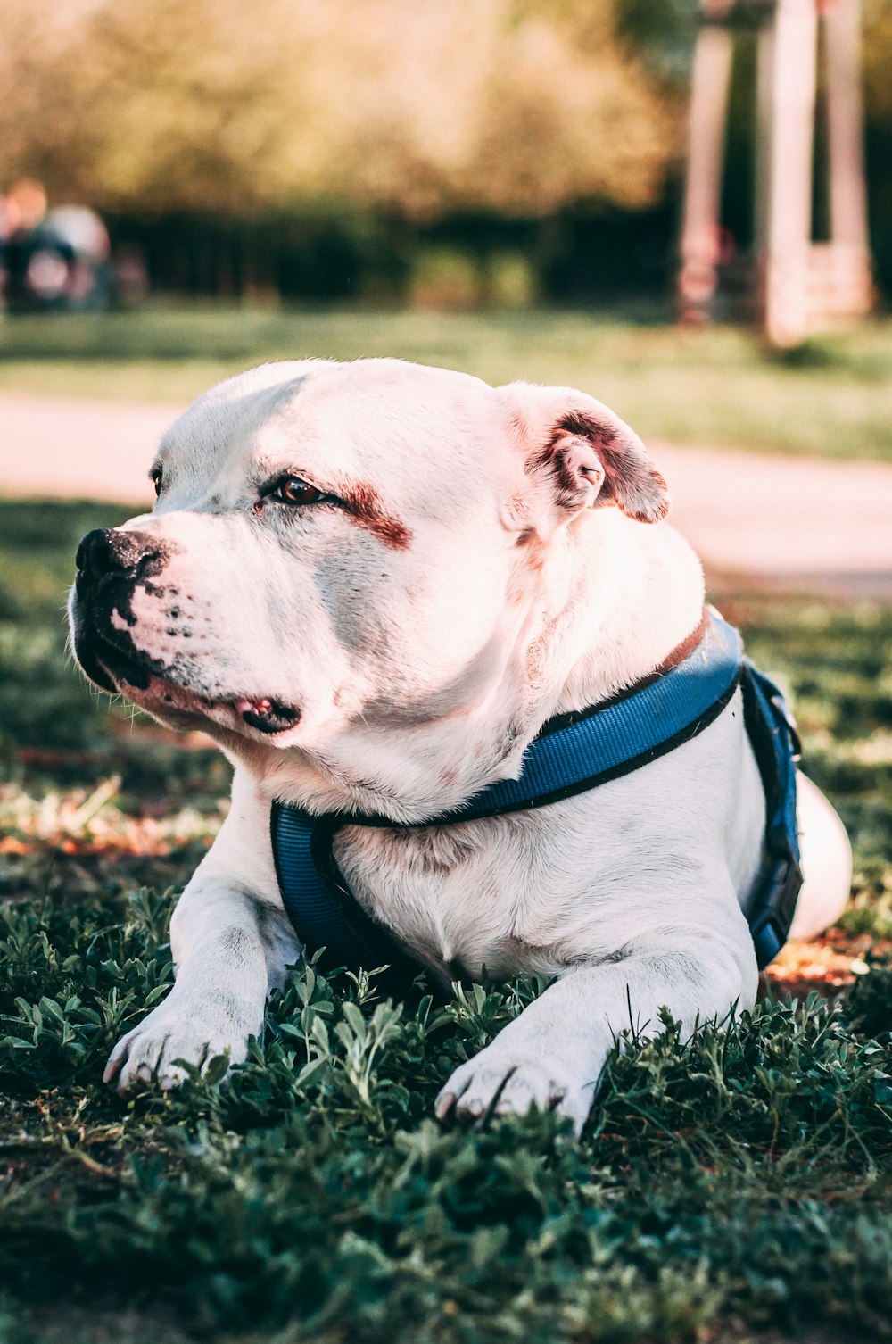 adult short-coated white dog lying on grass