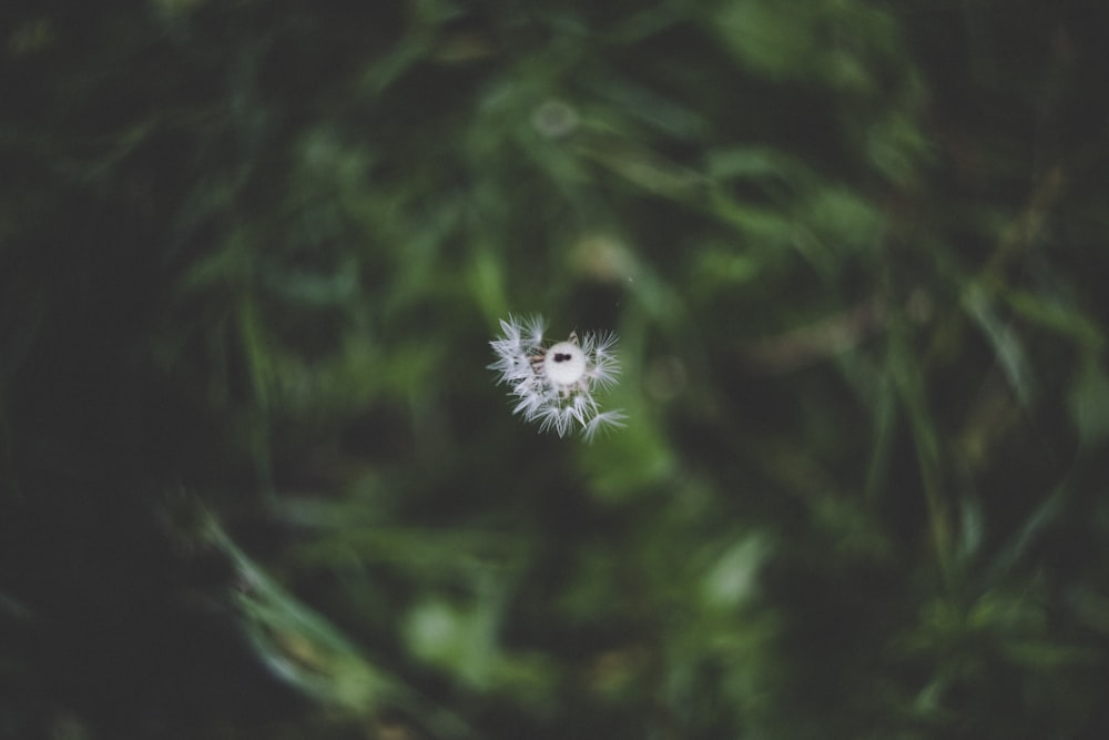 white dandelion flower close-up photography