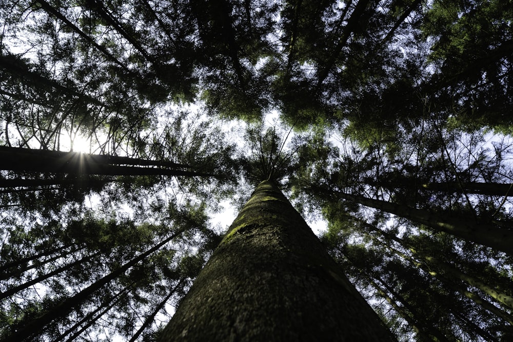 low-angle photography of green tall tree