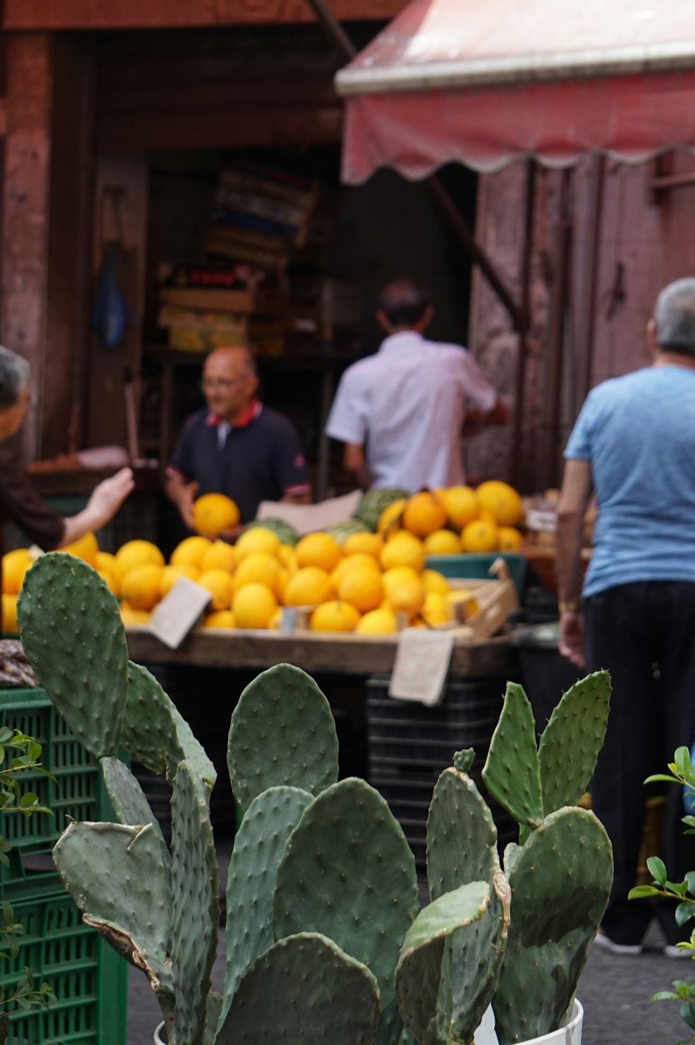 Cactus verts sur le marché