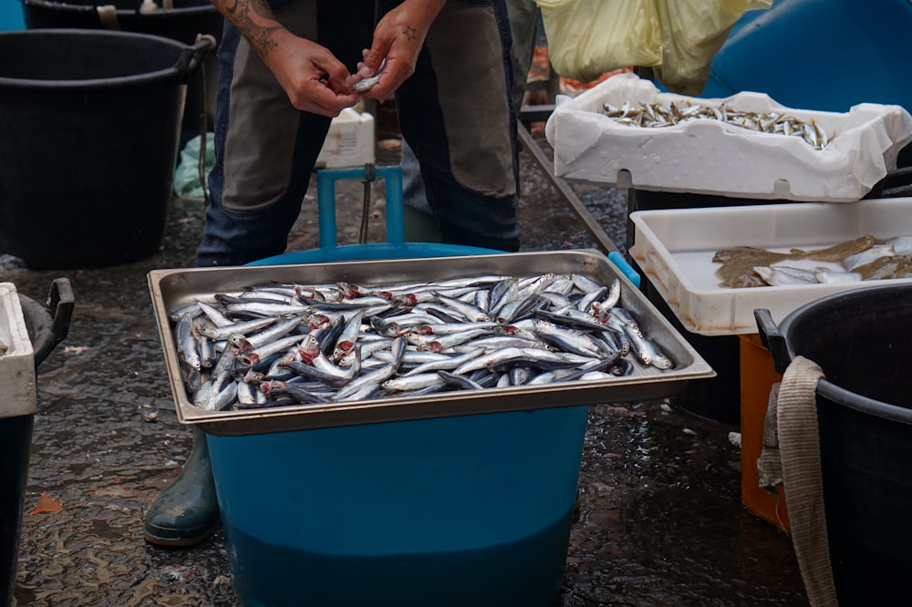 tray of gray raw fish