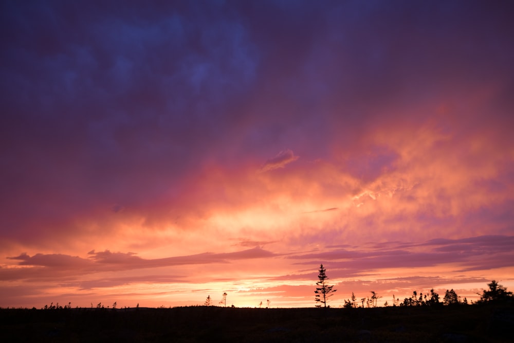 silhouette of trees