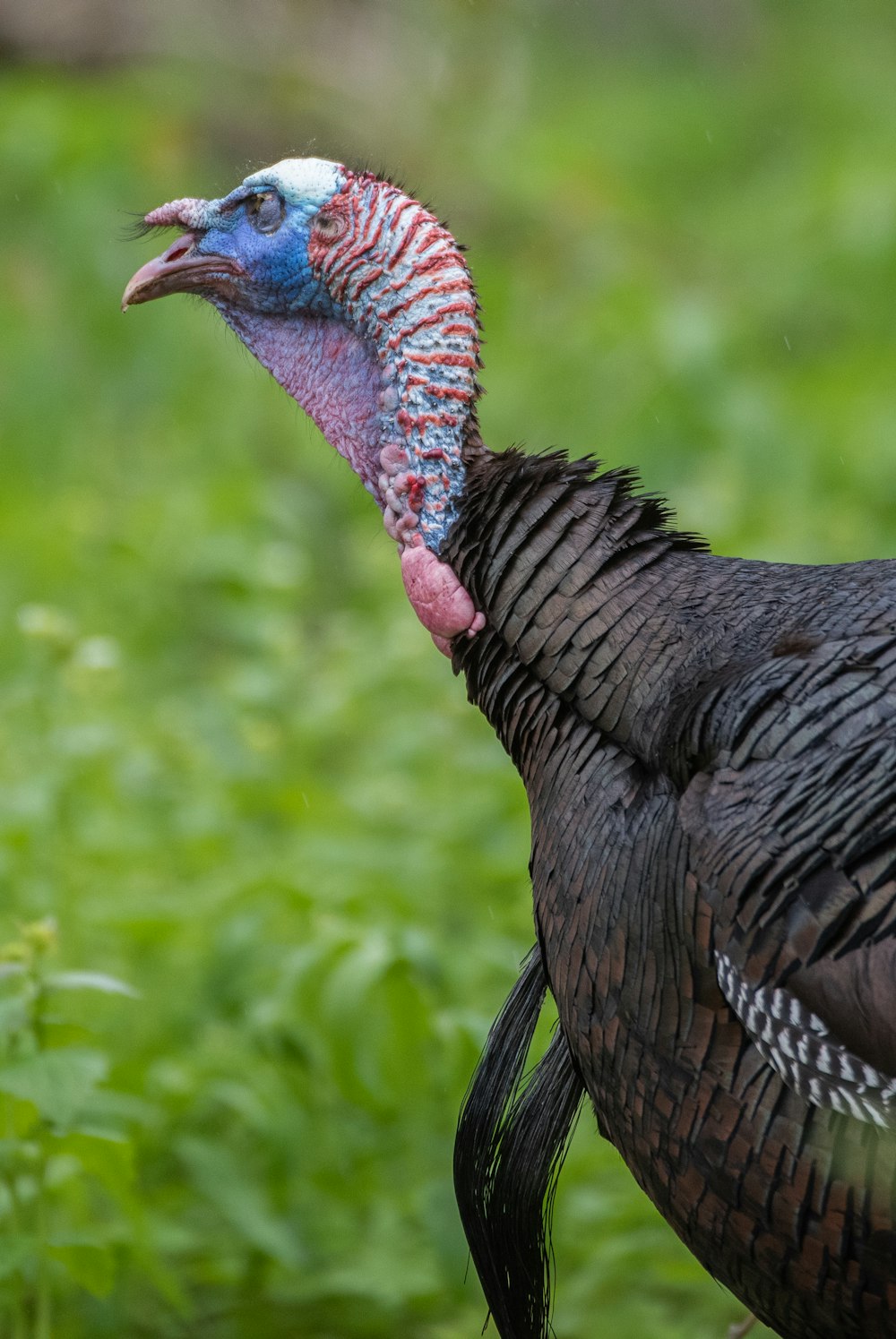 black and gray turkey