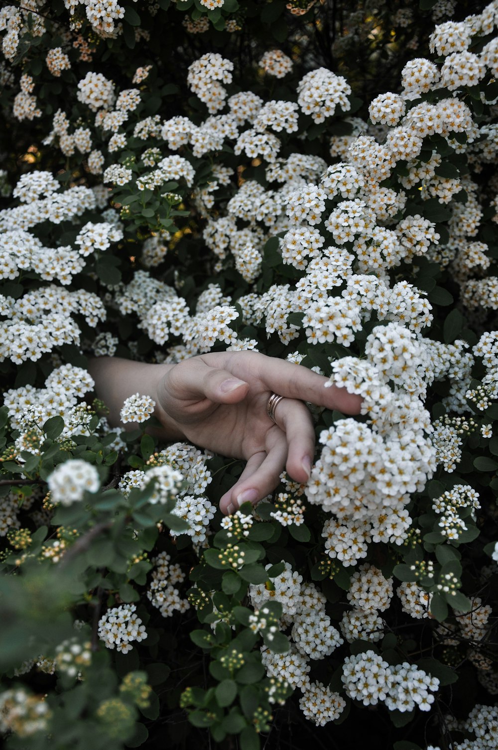 person's hand between white cluster flowers