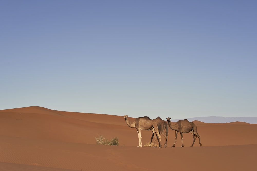 Ilustración de dos camellos marrones