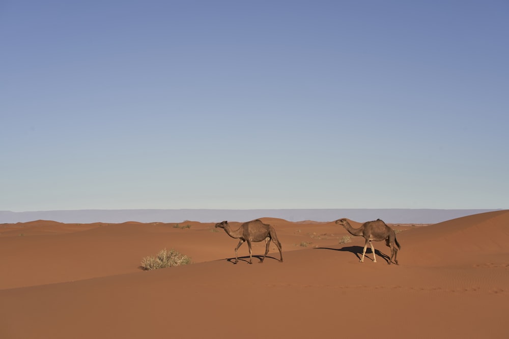 two brown camels in desert