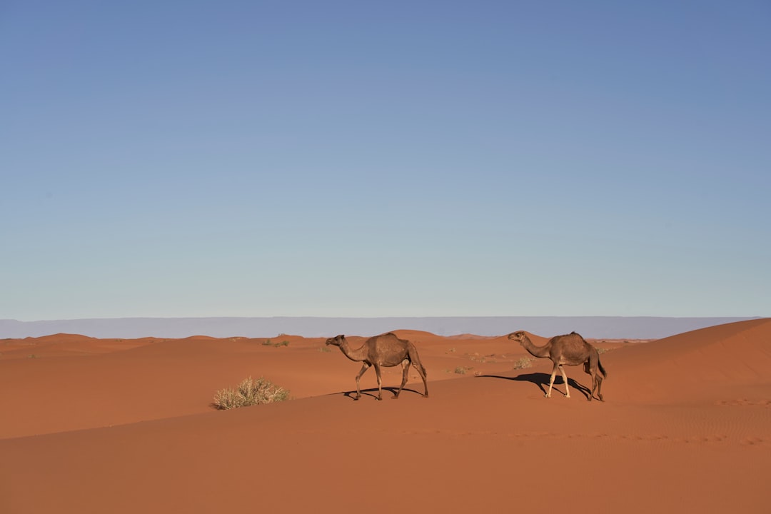 two brown camels in desert