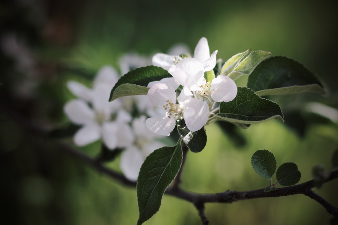 white petaled flower