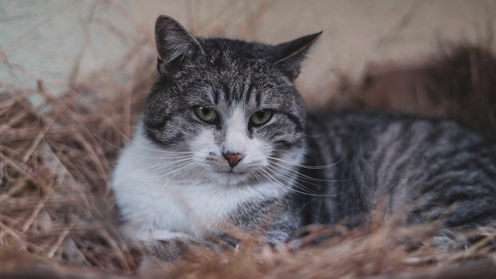 brown tabby cat close-up photography