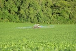 A tractor is working in a vast green field near a dense forest. It appears to be spraying crops. The field is lush with green plants, and the background is dominated by tall trees with dense foliage.