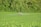 A tractor is working in a vast green field near a dense forest. It appears to be spraying crops. The field is lush with green plants, and the background is dominated by tall trees with dense foliage.