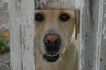 A Labrador retriever peering through a gap in a weathered wooden fence. The dog's face is closely framed by the fence planks, highlighting its expressive eyes and nose. A hint of green and yellow foliage is visible in the background, adding a touch of color contrast to the scene.