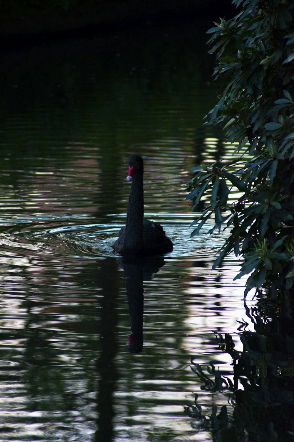 black duck on water during daytime