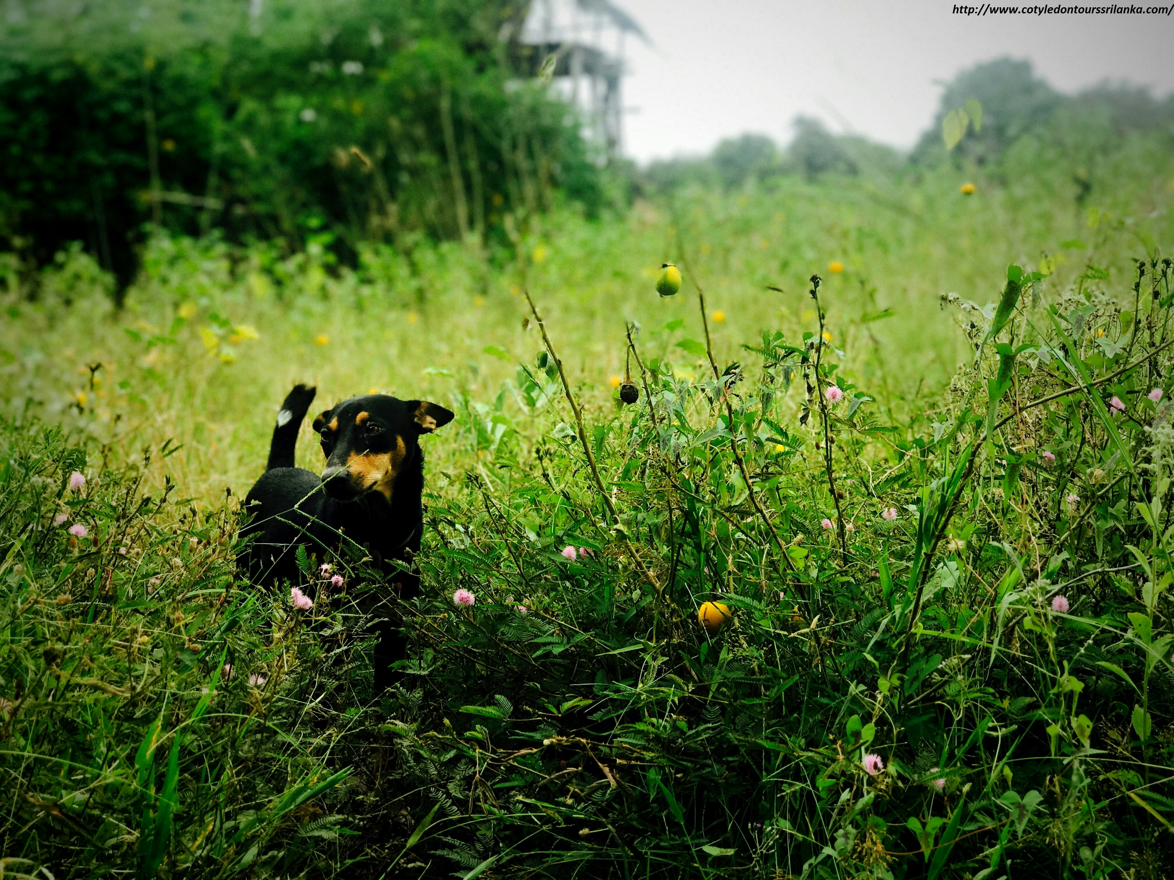 Photo by cotyledontours