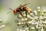 Close-up of a yellow-legged Asian hornet caught in a trap