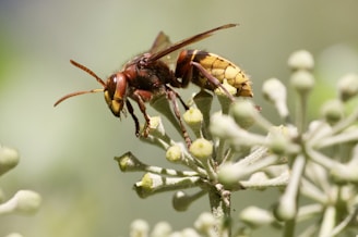 A close-up of a hornet perched on a plant with intricate details of its reddish-brown body, yellow segmented abdomen, and translucent wings. The plant appears to have light green buds and stems with a soft, out-of-focus background.