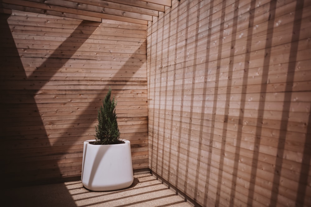 green-leafed plant on white pot