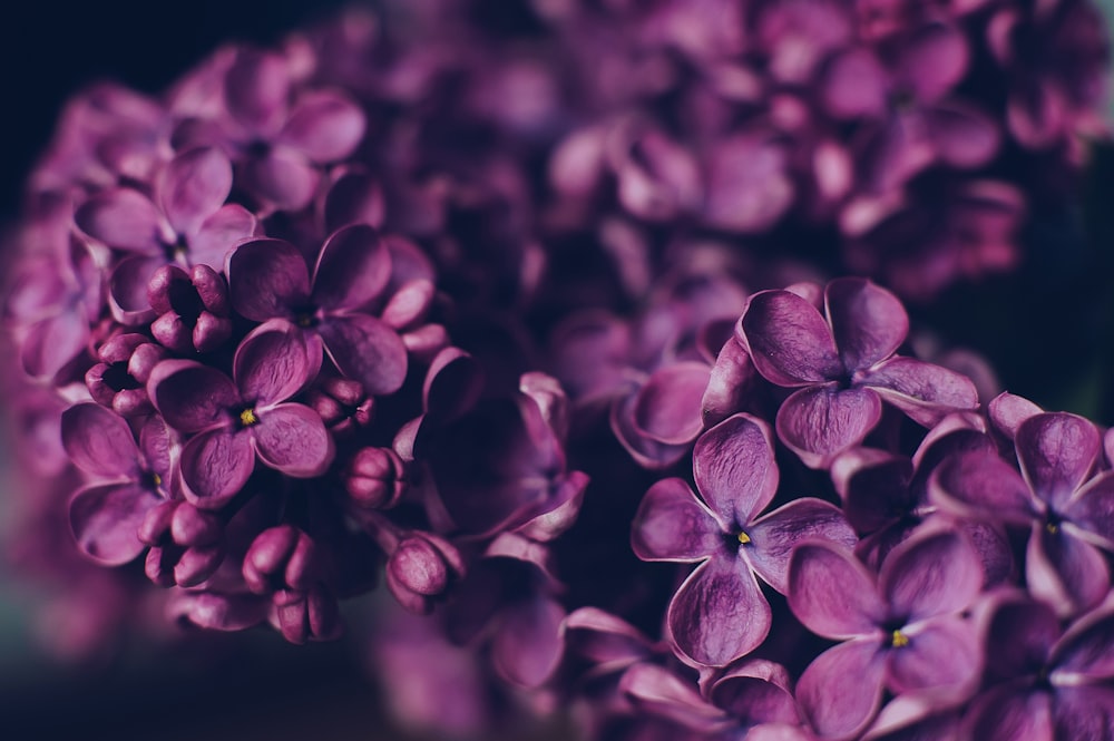 pink-petaled flower