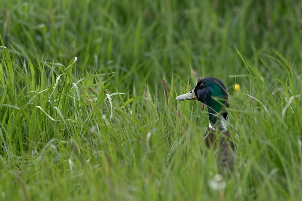 green and brown duck on green grass field